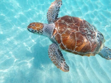 Swimming Turtle Curacao
